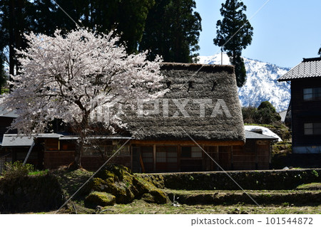 Scenery with cherry blossoms 101544872