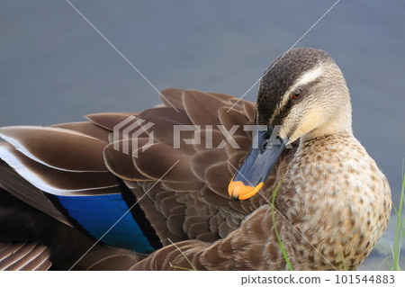 Spot-billed duck resting on the riverbed in spring 101544883