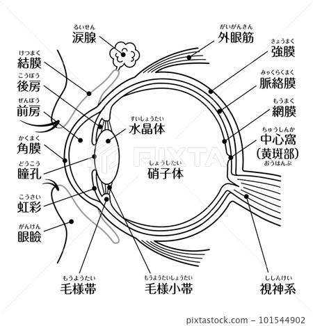 Structural diagram of the eye Line drawing monochrome Text included Structural diagram of the eye Line drawing monochrome Text included 101544902