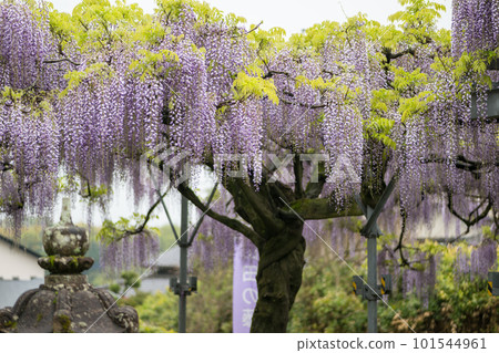 Fuji in Yamada, Tamana City, Kumamoto Prefecture blooming in the rain 101544961