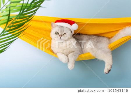 Funny winking white British cat in a red Santa hat, lying in a yellow fabric hammock Funny winking white British cat in a red Santa hat, lying in a yellow fabric hammock 101545146