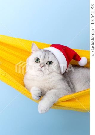 Cute cat in a red Santa Claus hat, lie in a fabric hammock 101545148