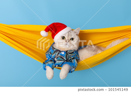 a happy white cat in a blue shirt and a red Santa Claus hat, lying in a yellow fabric hammock a happy white cat in a blue shirt and a red Santa Claus hat, lying in a yellow fabric hammock 101545149