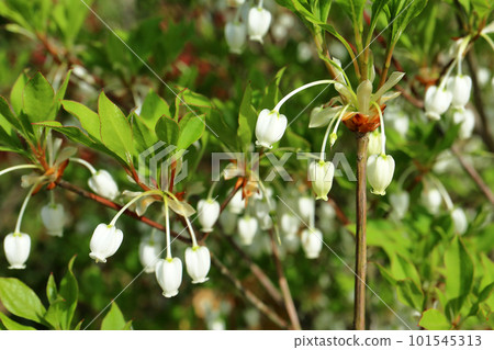 Dudedzia花 Dudedzia花 101545313