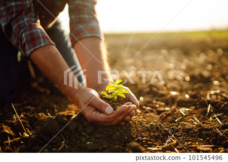 Male hands touching soil on the field. Expert hand of farmer checking soil health. Ecology concept. Male hands touching soil on the field. Expert hand of farmer checking soil health. Ecology concept. 101545496