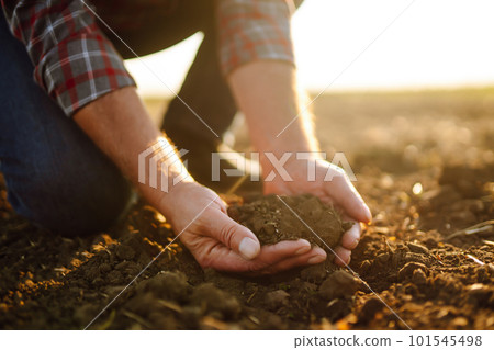 Male hands touching soil on the field. Expert hand of farmer checking soil health before growth. 101545498