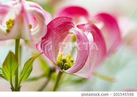 flower dogwood on pink 101545598