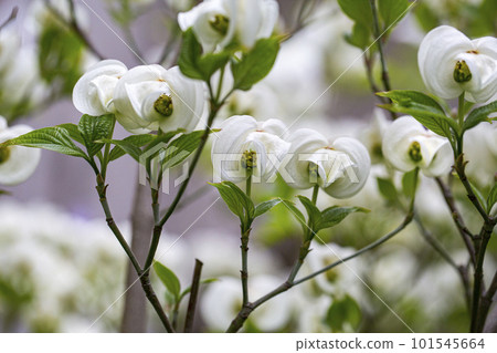white flower dogwood 101545664