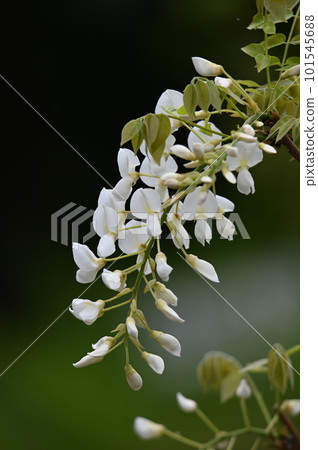 White wisteria flowers 101545688