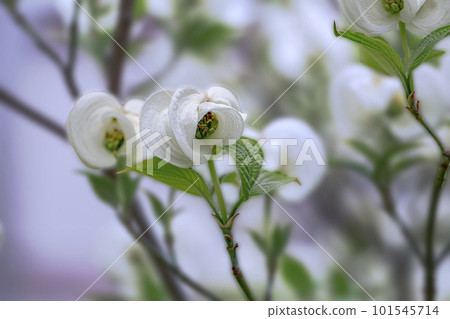 白花山茱萸 101545714
