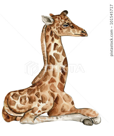 Watercolor giraffe illustration, Cartoon tropical animal , exotic summer jungle design.Hand drawn. Designf for baby shower party, birthday, cake, holiday celebration design, greetings card,invitation. 101545717