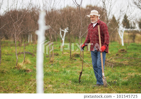 Side view of old gardener planting trees in spring. Male peasant with grey hair and beard standing, spade holding, digging, in orchard working. Concept of taking care of nature. 101545725