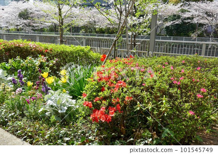 Row of cherry trees, azaleas, and flowers in the flower bed 101545749