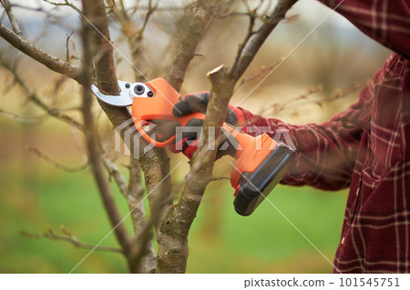 Close up of gardener in plaid shirt cutting tree branches with pruner. Peasant in gloves taking care of plants in orchard in spring season. Concept of plants growing and nature. 101545751