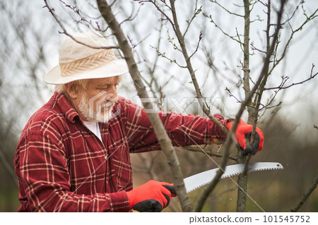 Side view of old gardener in panama hat cutting tree branches. Peasant with grey hair and beard working in orchard, modern sharp saw holding. Concept of agriculture tools. 101545752