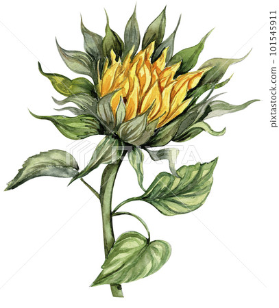 Sunflower, watercolor flower. Hand drawn illustration isolated on white. Summer yellow garden. Designf for baby shower party, birthday, cake, holiday celebration design, greetings card,invitation. Sunflower, watercolor flower. Hand drawn illustration isolated on white. Summer yellow garden. Designf for baby shower party, birthday, cake, holiday celebration design, greetings card,invitation. 101545911