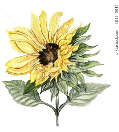 Sunflower, watercolor flower. Hand drawn illustration isolated on white. Summer yellow garden. Designf for baby shower party, birthday, cake, holiday celebration design, greetings card,invitation. 101545912