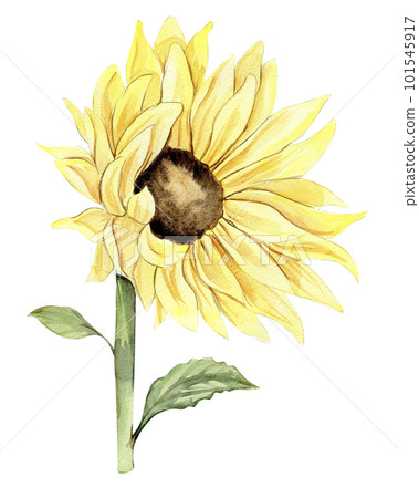 Sunflower, watercolor flower. Hand drawn illustration isolated on white. Summer yellow garden. Designf for baby shower party, birthday, cake, holiday celebration design, greetings card,invitation. 101545917