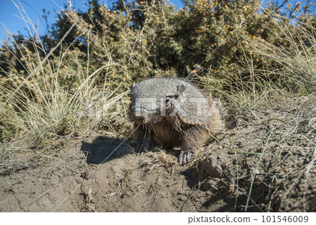 Hairy Armadillo, in desert environment, Peninsula Valdes, Patagonia, Argentina 101546009