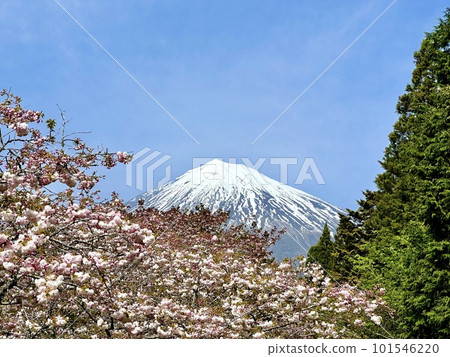 Shogetsu (cherry blossom) and Mt. Fuji Shogetsu (cherry blossom) and Mt. Fuji 101546220