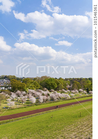 Sayama Park in spring seen from the lower dam of Lake Tama Sayama Park in spring seen from the lower dam of Lake Tama 101546361