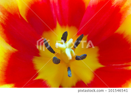 Top view of the flowering tulip in the spring in the flower bed. 101546541