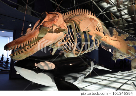dolphin skeleton dolphin skeleton 101546594