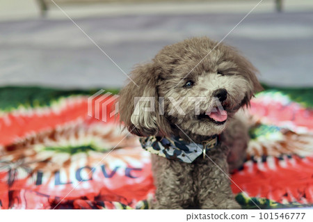 帶玩具貴賓犬的女子營地 蔚藍大海和美麗海灘上悠閒的海島營地 享受營地美食的女士 101546777