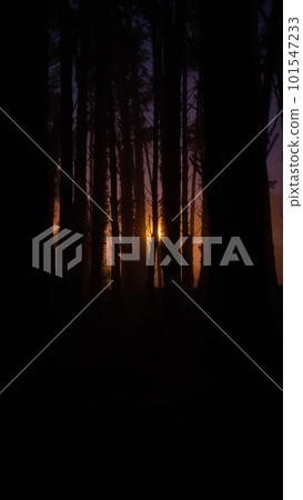 Dark forest is illuminated by the last rays of the sunset 101547233