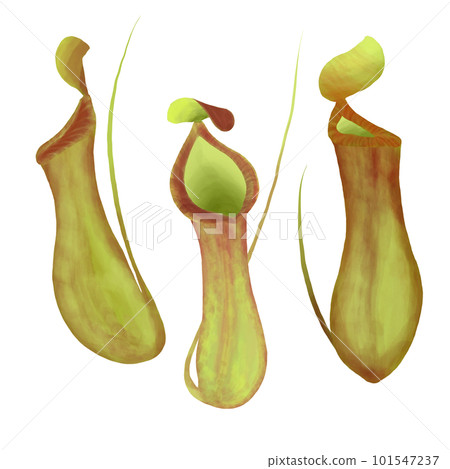 illustration of Nepenthes 101547237