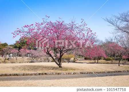 南立石公園的寒緋櫻在藍天的映襯下預示著春天的到來 南立石公園的寒緋櫻在藍天的映襯下預示著春天的到來 101547758