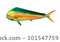 Mahi mahi or golden mackerel isolated or Great dolphin on white. Realistic illustration of mahi mahi or dolphin fish isolated on white background. Side view. 101547759
