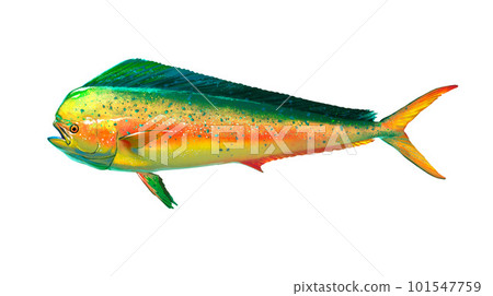Mahi mahi or golden mackerel isolated or Great dolphin on white. Realistic illustration of mahi mahi or dolphin fish isolated on white background. Side view. 101547759