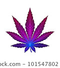 Cannabis leaf purple rare variety illustration realism isolate. Healing herb for relaxation. 101547802