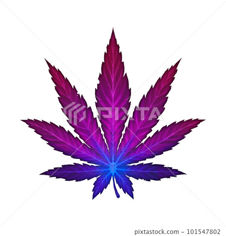 Cannabis leaf purple rare variety illustration realism isolate. Healing herb for relaxation. Cannabis leaf purple rare variety illustration realism isolate. Healing herb for relaxation. 101547802