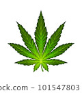 Cannabis leaf illustration realism isolate. Healing herb for relaxation. 101547803