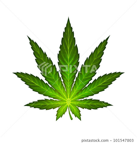 Cannabis leaf illustration realism isolate. Healing herb for relaxation. Cannabis leaf illustration realism isolate. Healing herb for relaxation. 101547803