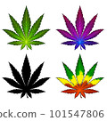Set of multi-colored leaves of marijuana purple rare variety. Cannabis leaf illustration realism isolate. Healing herb for relaxation. 101547806