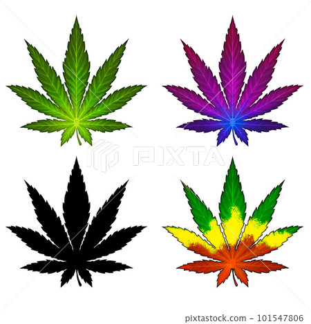 Set of multi-colored leaves of marijuana purple rare variety. Cannabis leaf illustration realism isolate. Healing herb for relaxation. Set of multi-colored leaves of marijuana purple rare variety. Cannabis leaf illustration realism isolate. Healing herb for relaxation. 101547806