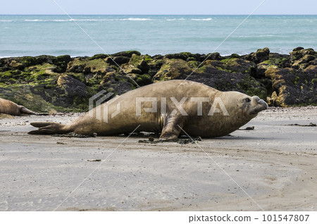 Female Sea lion beach breeding colony,Peninsula Valdes, Female Sea lion beach breeding colony,Peninsula Valdes, 101547807