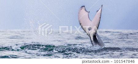 Whale tail. Humpback whales swimming in Costa Rica Whale tail. Humpback whales swimming in Costa Rica 101547846