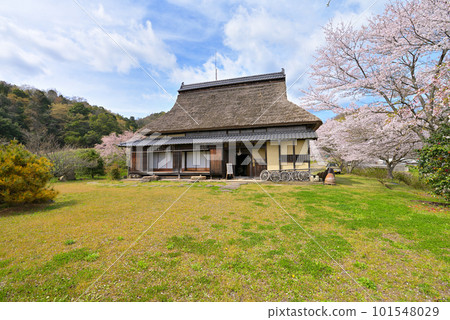 舊長島住宅春天（京都府宮津市） 101548029