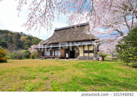 舊長島住宅春天（京都府宮津市） 101548092