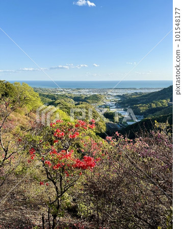 << 四國高知縣藝成村 >> 杜鵑花盛開,從山上看到的太平洋 << 四國高知縣藝成村 >> 杜鵑花盛開,從山上看到的太平洋 101548177