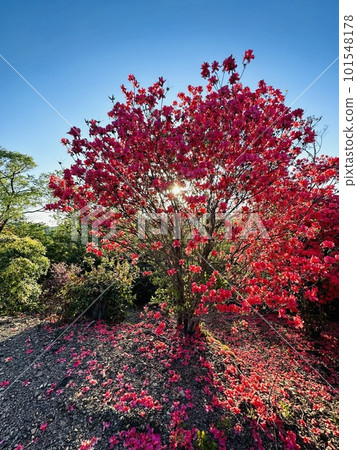<< 四國高知縣藝成村 >> 盛開的杜鵑花和陽光 << 四國高知縣藝成村 >> 盛開的杜鵑花和陽光 101548178