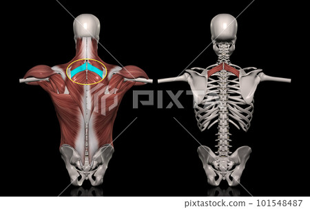 Torso muscles of the human body (minor rhomboid) 101548487