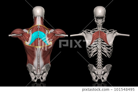 人體軀幹肌肉(菱形肌) 人體軀幹肌肉(菱形肌) 101548495