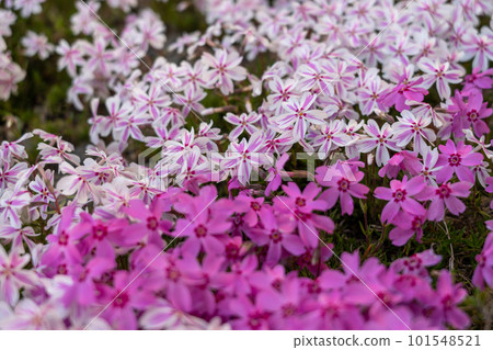 粉紅色和白色的苔蘚福祿考開花 101548521