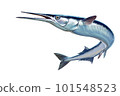 Garfish or Beakfish or Needlefishin motion jumps out of the water. Sea Pike illustration isolate realistic. 101548523