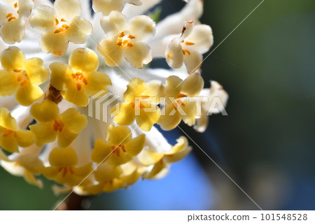 Mitumata flowers Mitumata flowers 101548528